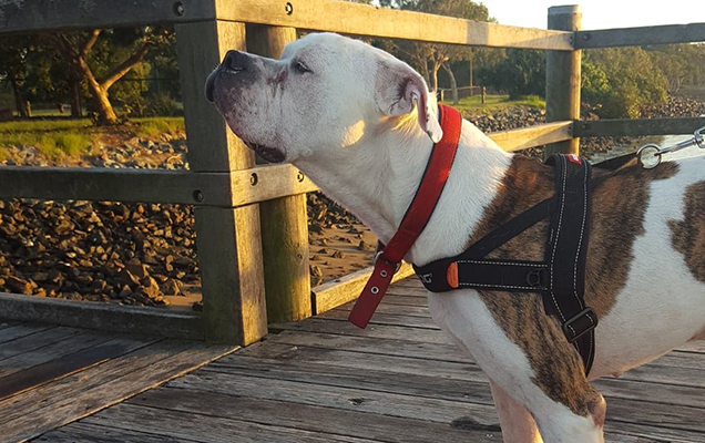 boof on a jetty at the beach feeling the sun on his back